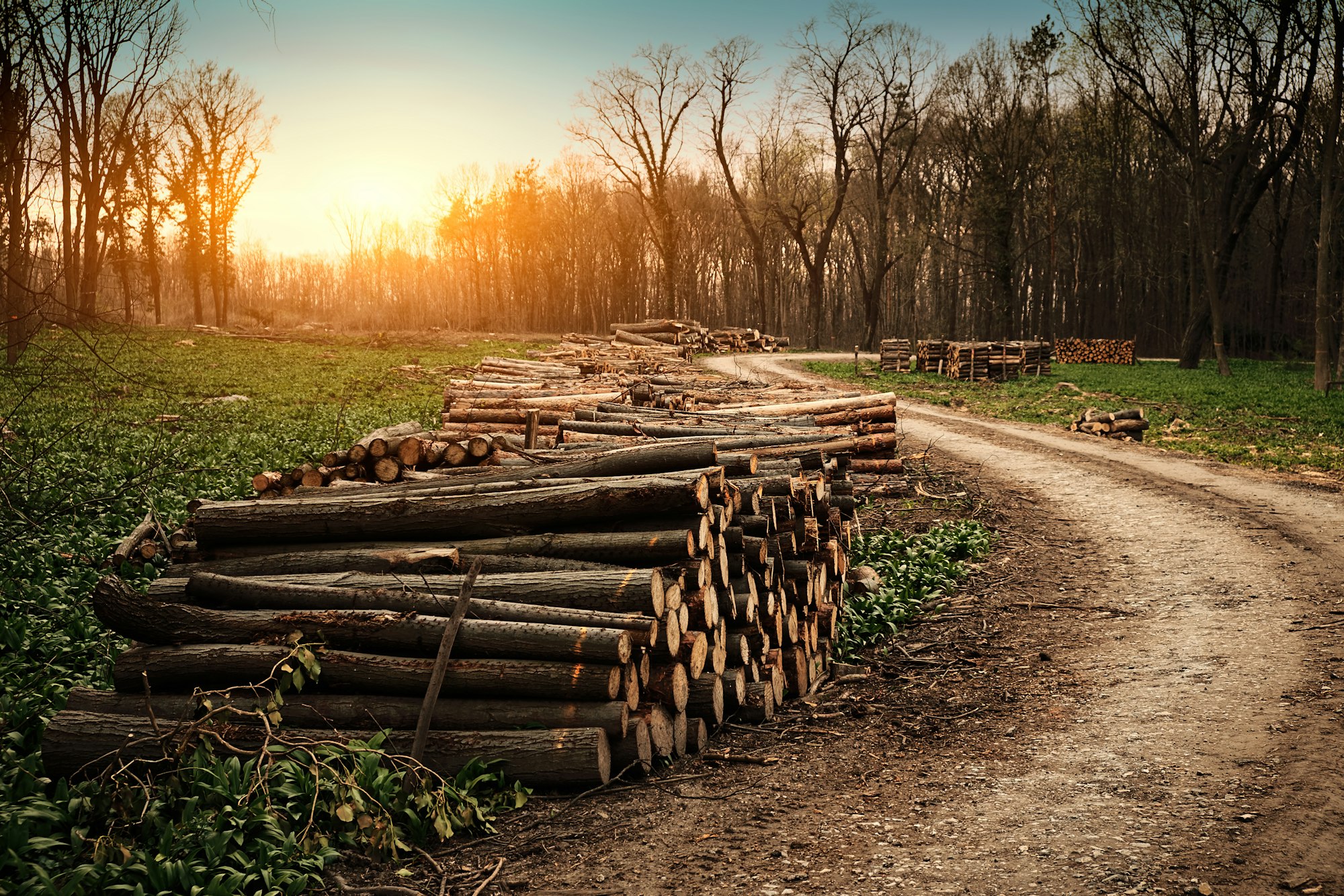 Deforestation industry